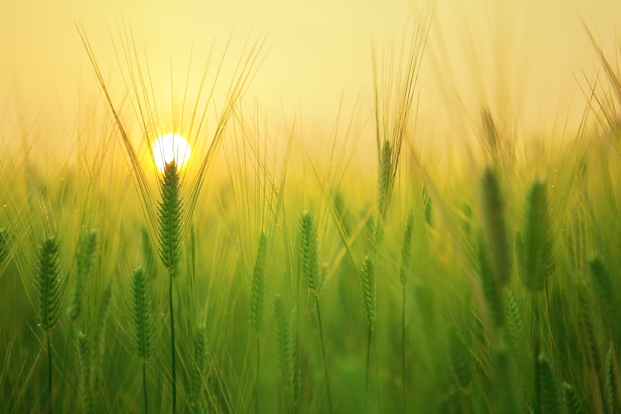 campo grano